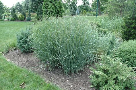 Click to view full-size photo of Heavy Metal Blue Switch Grass (Panicum virgatum 'Heavy Metal') at The Growing Place Panicum Virgatum, Low Water Gardening, Perennial Grasses, Full Size Photo, Plant Tags, Garden Centre, Herbaceous Perennials, Green Lawn, Low Maintenance Plants