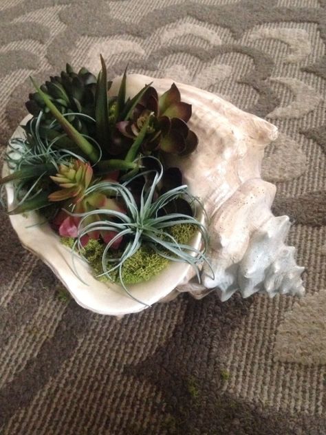 Succulent planter made with large conch shell | Succulents ... #succulentplanter #gardenideas #garden Large Conch Shell Crafts, Conch Shell Crafts, Large Succulent Planter, Conch Shell Decor, Shell Garden, Pinterest Plant, Blue Succulents, Conch Shells, Shell Planter