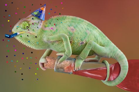 Chameleon Pary Time. A veiled chameleon is trying to open a bottle of wine at a , #AD, #Time, #veiled, #Chameleon, #Pary, #chameleon #ad Chameleon Food, Grape Ape, Veiled Chameleon, Party Image, Open Bottle, Grown Up Parties, Adult Party Themes, Adult Party Games, A Bottle Of Wine