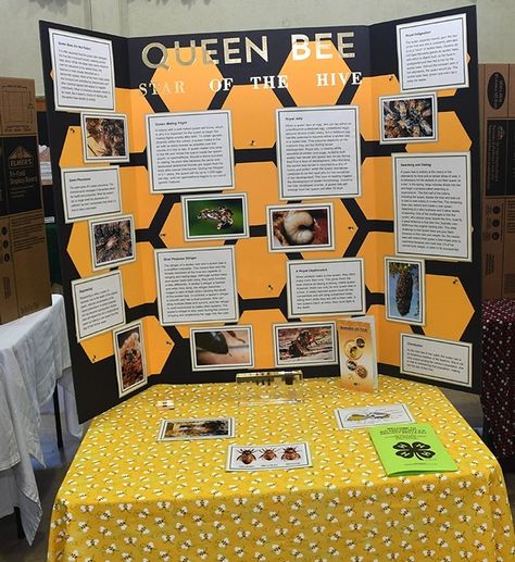 Fifteen-year-old beekeeper Ryan Anenson shared his knowledge about honey bees in this display board he crafted--and then answered questions from his evaluators. (Photo by Kathy Keatley Garvey) 4h Beekeeping Project, Bee Display Board, Honey Bee Science Fair Project, County Fair Projects, Insect Project, Bee Project, 4h Projects, 4h Ideas, Bee Colony