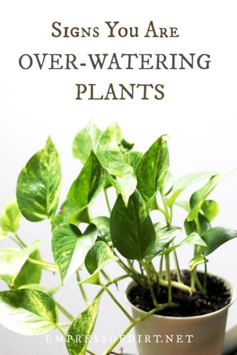 Over Watering Plants, Overwatering Plants, Garden Temple, Herb Guide, Planters Indoor, Hydrangea Landscaping, Watering Plants, Plant Crafts, Gardening Techniques