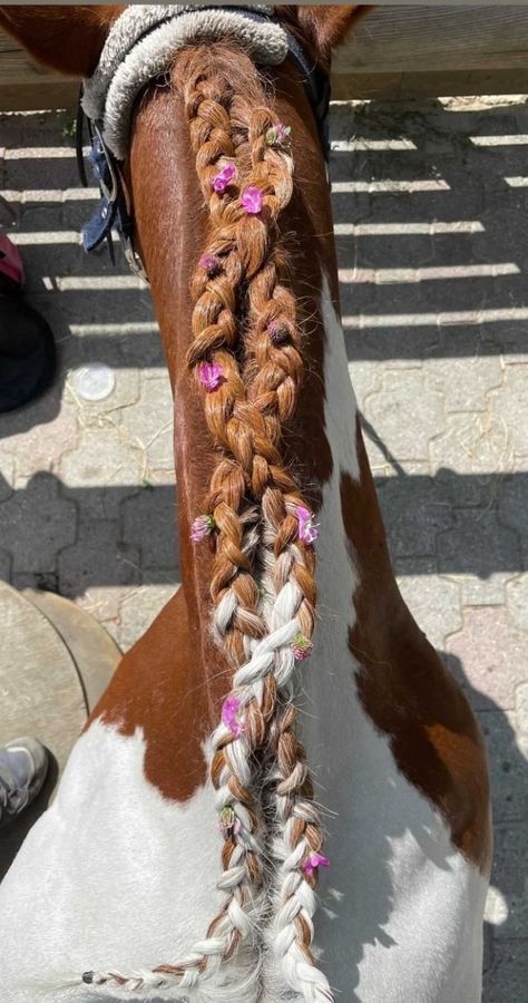 Horse With Braided Mane, Hairstyles For Horses Mane, Mane Styles For Horses, Braided Horse Mane, Horse Mane Braids Westerns, Cute Horse Hairstyles, Horse Main Ideas, Mane Braids For Horses, Horse Braiding Ideas