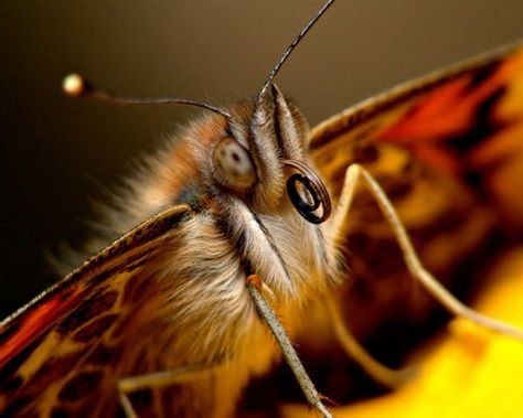 Image of Butterfly Face Butterfly Reference, Butterfly Facts, Macro Art, Art Design Wallpaper, Tropical Landscape Design, Magical Transformation, Fear Factor, Butterfly Face, Big Butterfly