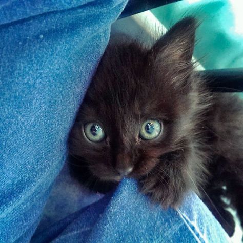 This Is How She Waits By The Pillow For Us To Wake Up Ill Wait, Ill Wait For You, Black Kitten, Funny Cat Memes, Funny Animal Memes, Cute Kittens, Funny Animal Pictures, Funny Animal, Beautiful Cats