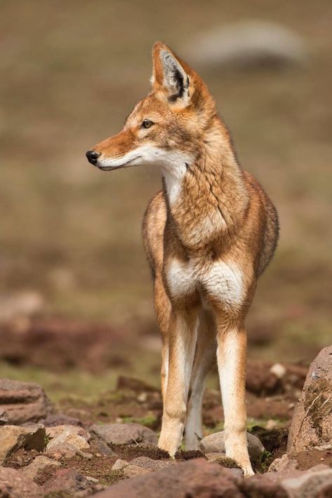 Ethiopian wolf (Canis simensis) also called the Simien jackal and Simien fox / Loup d'Abyssinie ou encore Loup d'Éthiopie / Image by kalyanvarma (Kalyan Varma) from instagram Ethiopian Wolf, Pointed Ears, Grey Wolf, Long Tail, From Instagram, Wolves, Reptiles, North America, Fox