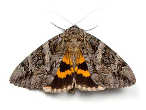 Moth Wings, Moth Caterpillar, Cat Oc, Beautiful Butterflies, Moth, Camouflage, Stock Images Free, Artist Inspiration, White Background