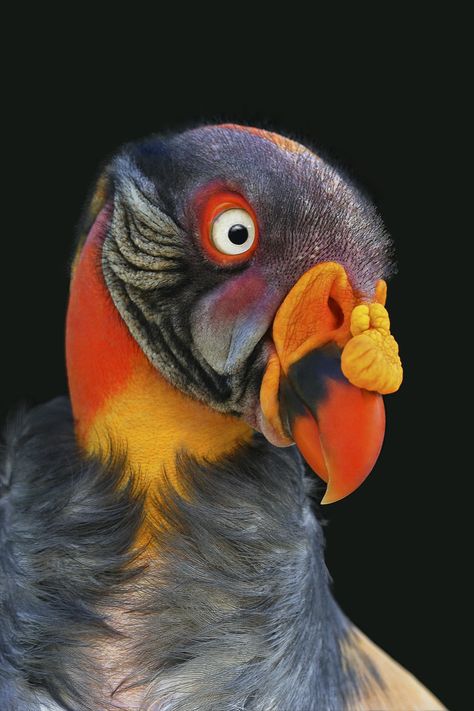 Duncombe Park, King Vulture, Bird Beaks, Animal Conservation, Animal Antics, The New World, Big Bird, Cute Wild Animals, Exotic Birds