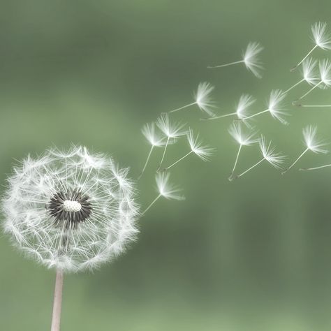 Dendalions Flower, Dandelion Flower Aesthetic, Dandilines Flower, Dandilion Art, Wishing Flower, Dandelion Blowing In The Wind, Dandelion Pictures, Dandelion Photography, Wind Flower