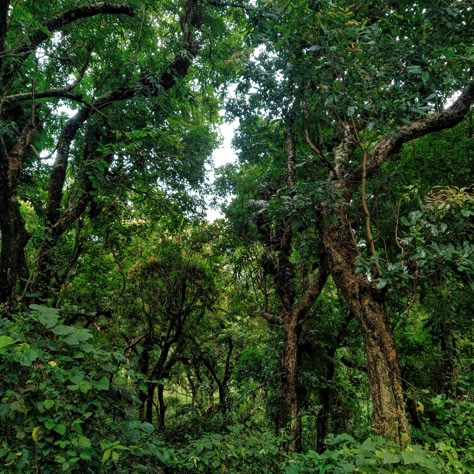 Did you know? South Africa’s forests are mostly on the eastern coast of the country from as far south as Gansbaai up to Richards Bay and the border of Mozambique. The largest continuous forests in the country are the Knysna and Tsitsikamma forests. #greenery #lifeisagarden #forests #savetheforests #LIAG Knysna Forest South Africa, Ghana Forest, Africa Forest, Planet Zoo Habitat Ideas, Zoo Habitat Ideas, South Africa Nature, Planet Zoo Habitat, Knysna South Africa, African Forest