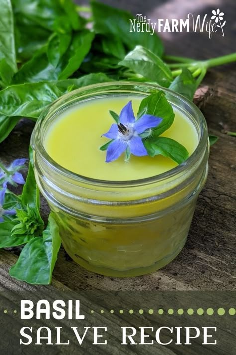 How To Make Herbal Salves, Salves And Balms Natural Remedies, Basil Extract Diy, Medicinal Uses For Basil, Diy Herbal Salves, Basil Herbal Remedies, Henbit Salve, Diy Basil Salve, Sage Salve Recipe