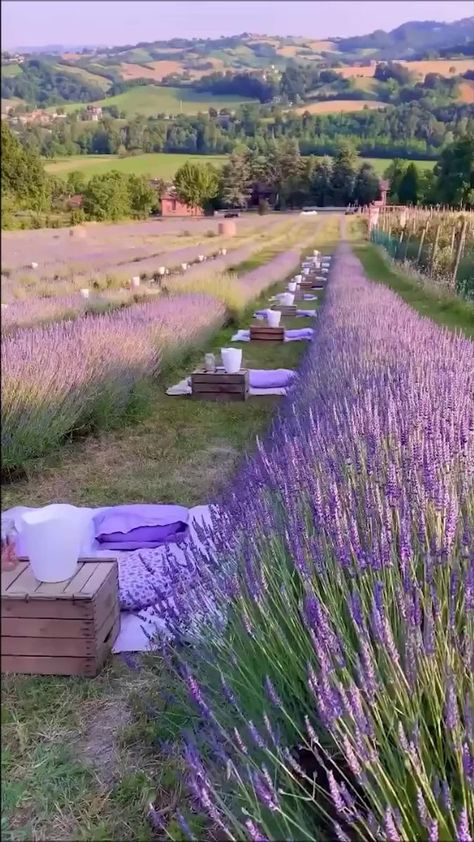 Field Picnic, Farm Picnic, Lavender Products, Lavender Cottage, Growing Lavender, Scenic Travel, Farm Store, Lavender Garden, Lavender Haze