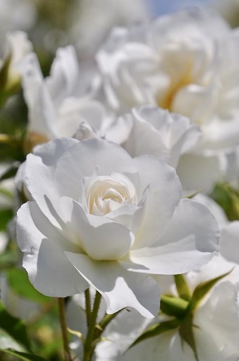 Iceberg(1958) Cordes, Germany #Floribunda Love Roses, Beautiful Roses, Roses, Germany, Collage, Plants, Flowers, I Love, Pins