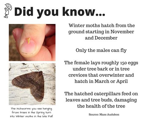 Learn these fun facts about the winter moth! Moth Facts, Pretty Bugs, Nature Facts, Tree Buds, Nature Exploration, Animals Lover, Animal Crackers, Arthropods, Bugs And Insects