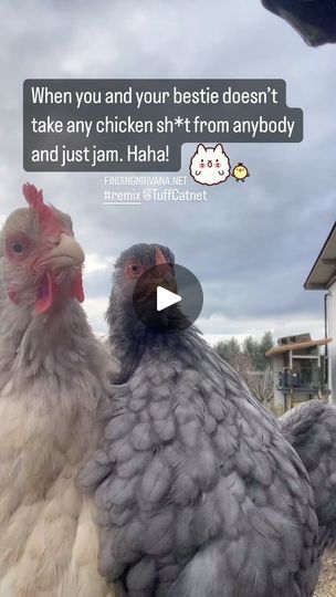 1.6K views · 37K reactions | You and your #dancing #bestie doesn’t take any #chickenshit and just #jam 🐓 #chicken #chickens #chicks #chickies #manok #dance #chickenofinstagram #chickendance #meme #memes #funny #funnymeme #funnymemes #dancememe #lol #dancingmemes #sayaw #remix #findingnirvana.net @tuffcatnet | TuffCat | trendmusical · Original audio Jam Chicken, Chicken Memes, Dancing Animated, Chicken Dance, Keno, Memes Humor, Video Clips, Video Clip, Memes Funny