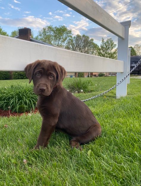 chocolate lab dog puppy animals Chocolate Lab Dog, Lab Pups, Chocolate Lab Puppy, Chocolate Lab Puppies, Lab Dog, Lab Puppy, Lab Dogs, Lab Puppies, Chocolate Lab