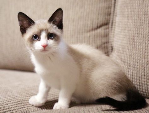 Ollie the snowshoe by Ollie Xie Warriors Aesthetic, Snowshoe Siamese, Russian Blues, Snow Shoe, Snowshoe Cat, American Shorthair Cat, American Shorthair, Russian Blue, Snow Shoes