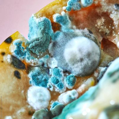 Mouldy Food, Mold Aesthetic, Mould Photography, Mold Art, Rotten Food, Cells Project, Rotten Fruit, Coral Bleaching, Petri Dishes