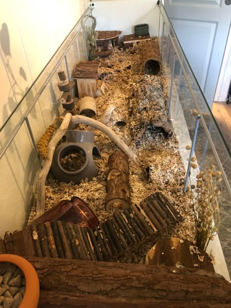 Mice Tank Setup, Bioactive Mouse Enclosure, Naturalistic Mouse Enclosure, Mice Cage Setup, Naturalistic Hamster Enclosure, Mice Enclosure Ideas, Mouse Enclosure Ideas, Mice Habitat, Hamster Detolf