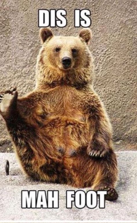 Dis my foot Bear Jokes, Animal Yoga, Yogi Bear, Tai Chi Chuan, Yoga Pictures, Funny Bears, Bear Pictures, Qi Gong, Grizzly Bear