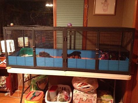 Since guinea pigs need room to run vs. heighth of cage, you can convert a ferret nation cage by laying it on it's side. Single Critter Nation Cage Ideas, Ferret Nation Cage, Critter Nation Cage, Queen Size Futon, Bunny Cage, C&c Cage, Hamster Care, Rat Cage, Sleeping Together