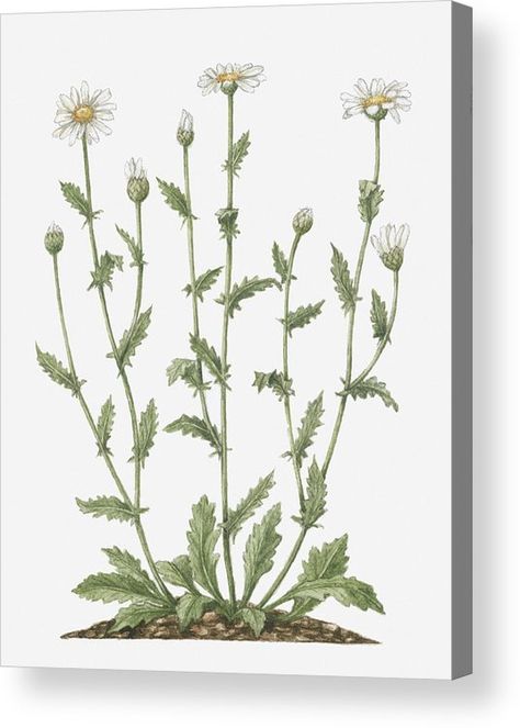 Mug Illustration, Oxeye Daisy, Flowers Yellow, Digital Art Illustration, Beautiful Wall Art, Tag Art, Acrylic Prints, Gifts In A Mug, Photographic Prints