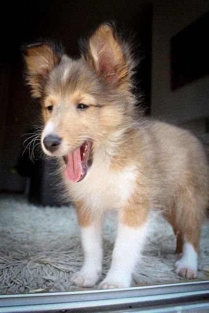 Puppies And Kitties, Border Collies, Shetland Sheepdog, Chocolate Muffins, Cute Animal Pictures, Cute Creatures, Sweet Animals, Aaliyah, Beautiful Dogs