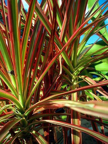 Red Edge Dracaena. Air Filtering Plants, Red Edged Dracaena, Living Room Plants, Plant Identification, Peace Lily, Planting Herbs, Tropical Plants, Growing Plants, Plant Stand