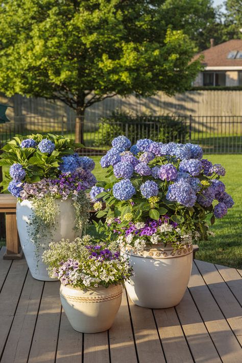 Hydrangea Planters, Hydrangea Potted, Bigleaf Hydrangea, Hydrangea Varieties, Tattoo Plant, Porch Flowers, Growing Hydrangeas, Hydrangea Macrophylla, Planting Hydrangeas