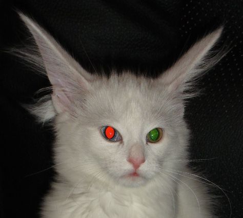 Cat with long ears and two different color eyes / red eye reflection from flash / green eye reflection from flash White Cat, Green, Red, White, Black