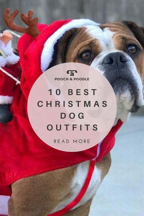 10 best Christmas dog outfits to get your pet in the festive spirit Dog Christmas Costumes Diy, Dog Christmas Outfits, Dog Christmas Outfit, Christmas Costumes Diy, Family Christmas Pictures Outfits, Dog Christmas Clothes, Dog Dance, Elf Reindeer, Elf Pets