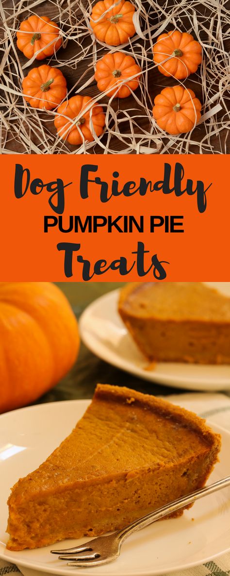 Pumpkin Pie For Dogs Recipes For, Doggie Pumpkin Pie, Dog Friendly Pumpkin Pie, Pumpkin Pie Dog Treats, Dog Pumpkin Pie Recipe, Pumpkin Pie For Dogs, Dog Pie Recipe, Dog Pumpkin Pie, Pies For Dogs