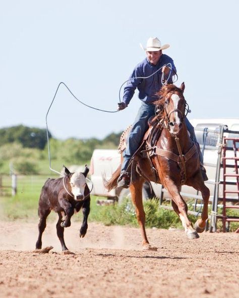 Excellent Ranch Horse/Heel Horse for Sale - For more information click on the image or see ad # 31937 on www.RanchWorldAds.com Pastel Animals, Rainier Beer, Roping Horse, Western Horseman, Hummingbirds Photography, Ranch Horse, Western Horses, Horse For Sale, Cowboy Pictures