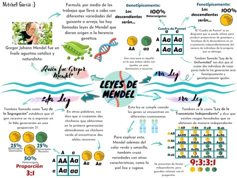 Alelos, genética, chícharos, amarillo, verde, 1ra ley, 2da ley, 3ra ley, cuadro de Punnet. Gregor Mendel Genetics, Mendel Genetics, Biology Jokes, Gregor Mendel, Study Biology, Medicine Studies, Biology Art, Medicine Student, Biology Notes