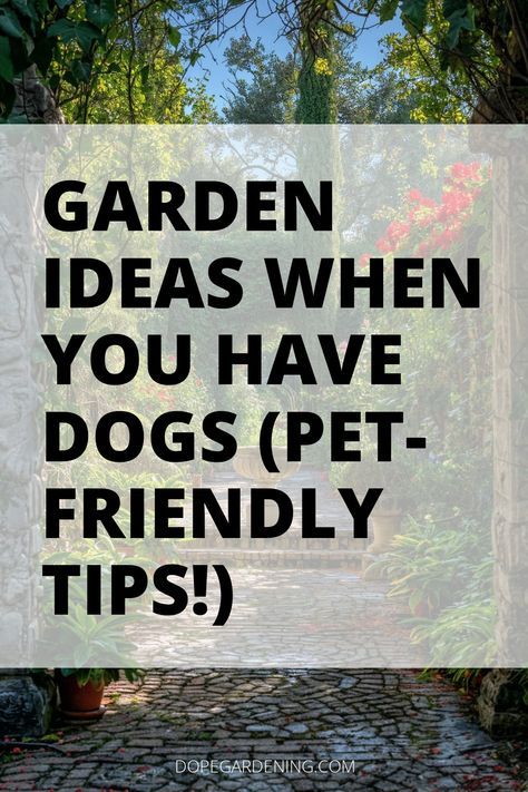 Dog Sandbox Ideas, Backyard Ideas Dog Friendly, Simple Backyard Landscaping With Dogs, Keep Dogs From Digging Under Fence, Dog Friendly Garden Ideas, Pet Safe Landscaping, Dog Friendly Backyard Landscaping, Pet Friendly Yard, Backyard Dog Area