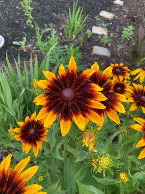 Gloriosa Daisy, Blooming Perennials, Long Blooming Perennials, Winter Outdoors, Seed Pack, Fall Garden, Autumn Garden, Drought Tolerant, In The Fall