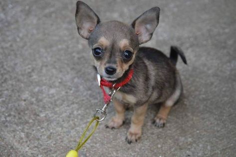 Find out the pros and cons of rescuing a chihuahua or buying one. Chihuahua Facts, Chihuahuas Dogs, Chihuahua Breeders, Chihuahua Rescue, Chihuahua Art, Food Homemade, Honey Buns, Animals Amazing, Cute Dog Pictures