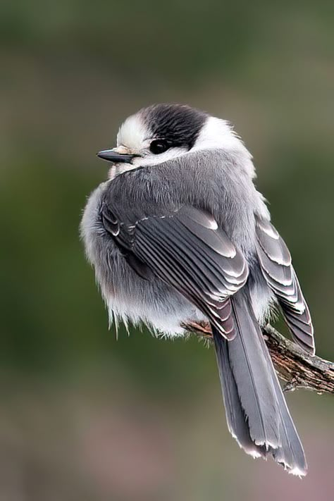 Gray Jay, Fat Bird, Kinds Of Birds, Bird Pictures, Pretty Birds, Bird Photo, Colorful Birds, Cute Birds, For The Birds