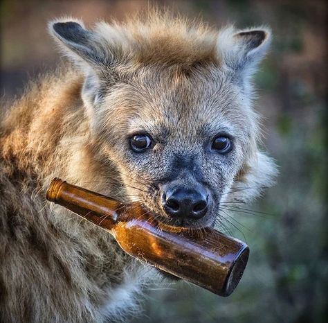 When Life Gets Tough, African Wild Dog, Wildlife Sanctuary, Pretty Animals, Wild Dogs, Silly Animals, Hyena, African Safari, Spirit Animal