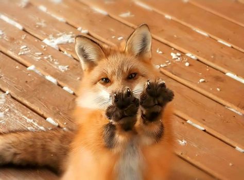 Fox Paws, Fox Pictures, Fox Lover, Animal Funny, Pet Fox, Pretty Animals, Fox Art, Silly Animals, Cute Fox