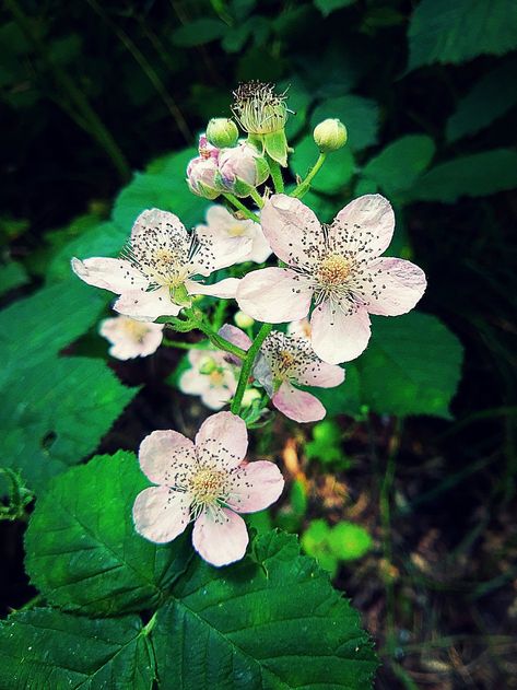 PHOTOGRAPH BLACKBERRY BLOSSOMS Blackberry Flower, Blackberry Blossom, Blackberry Bramble, Tall Tale, Photo Envelope, Photograph Art, Tall Tales, Flower Soft, Blossom Design