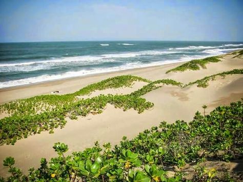 Typical dune vegetation on KZN coast - Mtinzuni beach Beach Vegetation, Beach Plants, Beach Landscape, South African, South Africa, Water, Plants