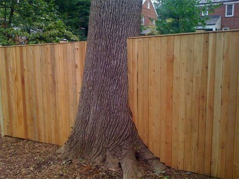 Fence Around Tree, Around Tree Ideas, Back Yard Fence Ideas, Home Fence Ideas, Garden Sculpture Ideas, Yard Fence Ideas, Small Yard Ideas, Backyard Planning, Patio Renovation