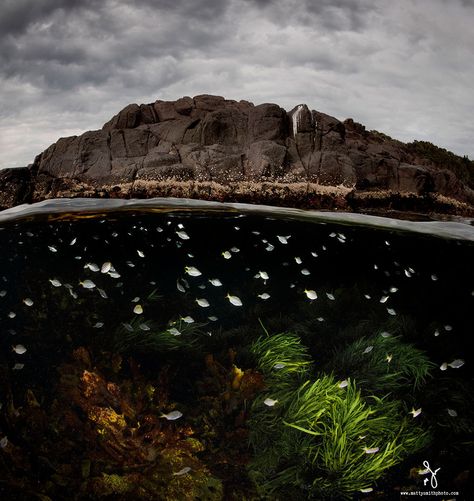 Bushrangers Bay, Half Underwater, Matthew Smith, Underwater Images, Beautiful Wildlife, Underwater Pictures, Under The Water, Under The Ocean, Ocean Photos