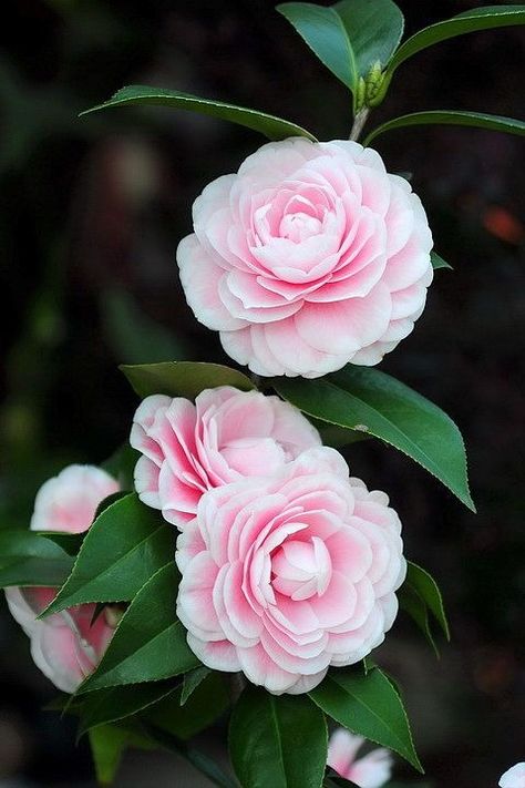 Camelia Japonica -
Camelia - 
Availability: Spring -
Color: Many Flowers Meanings, Flower Camellia, Pictures Flowers, Wallpaper Wedding, Small Pink Flowers, Garden Bouquet, Flowers Pretty, Beautiful Pink Flowers, Flower Meanings