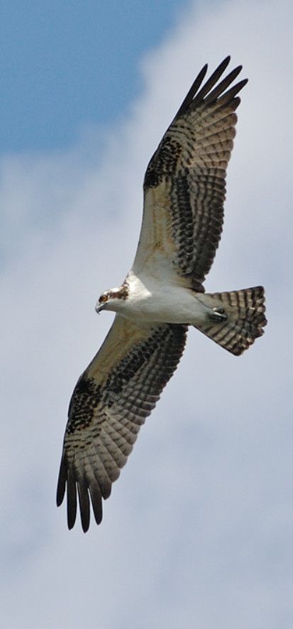 Osprey in Flight by Graham Owen Birds Of Prey In Flight, Osprey Art, Scottish Birds, Osprey Tattoo, Bird Soaring, Osprey Bird, Fastest Bird, Bird In Flight, Tattoo Graphic