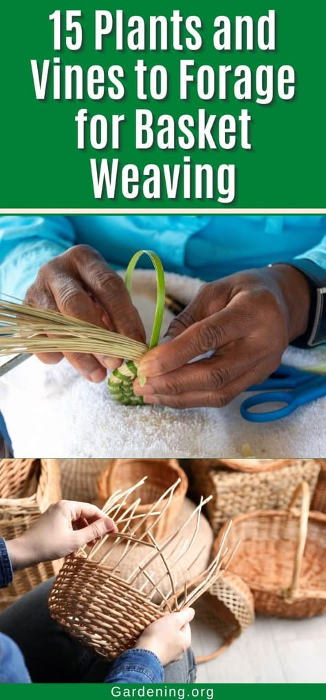 Cattail Basket Weaving Diy, Basket Weaving Materials, Making Pine Needle Baskets, Weaving Grass Baskets, Weaving With Grasses, Natural Basket Weaving, Vine Baskets Diy, Diy Basket Weaving Easy, How To Weave Baskets Diy