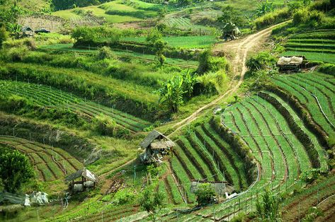 Terraced Farming by Karenmassier Terraced Farming, Farm Compound, Terrace Farming, Animals Name With Picture, Dnd City, Valyrian Steel, Animals Name, Farm Village, Under The Mountain