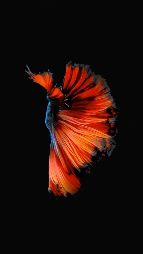 Fish Wallpaper Iphone, Ios 11 Wallpaper, Iphone 6s Wallpaper, Live Fish Wallpaper, Iphone Wallpaper Photography, Free Live Wallpapers, Live Backgrounds, 3d Wallpaper Iphone, Live Screen Wallpaper