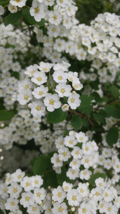 White Spirea bloom [5312x2988][OC] Spirea Bouquet, Spirea Flower, White Spirea, San Diego Botanic Garden, White Wildflowers, Watercolour Florals, Single Flowers, Plant Fungus, Garden Shrubs