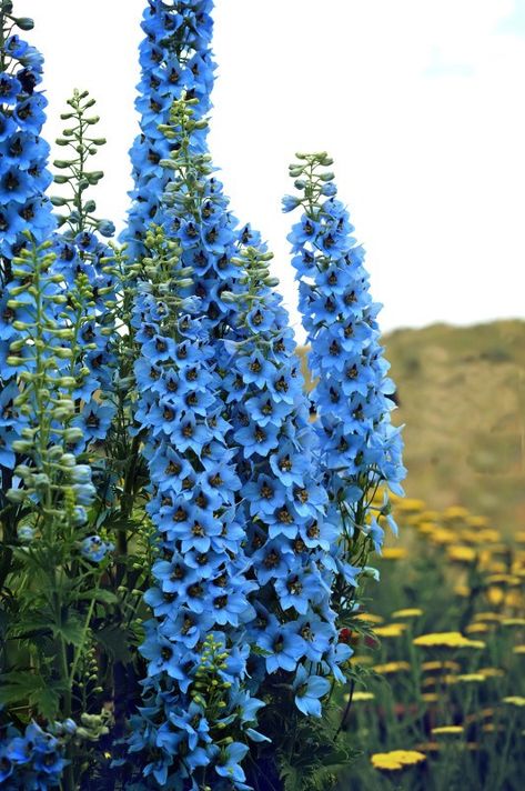 Larkspur Bouquet, Larkspur Color, Candle Larkspur, Delphinium Elatum, Terrace Plants, Delphinium Flowers, Flower Identification, Blue Delphinium, Organic Soil